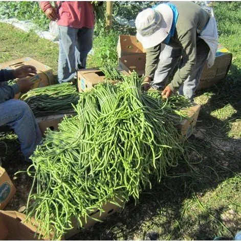 thumbnail for publication: Long Bean—an Asian Vegetable Emerging in Florida